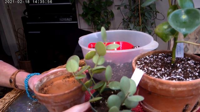 My Silver Dollar Vine & Raindrop Peperomia Care & Repot смотреть онлайн