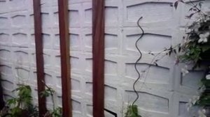 New plants in a new bed  with Clematis and Genista