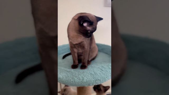 Бурма. Соболиная (коричневая) кошечка. Питомник «Лидер» смотреть онлайн