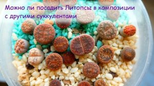 Уход за ЛИТОПСАМИ. ВОПРОС-ОТВЕТ, Часть III