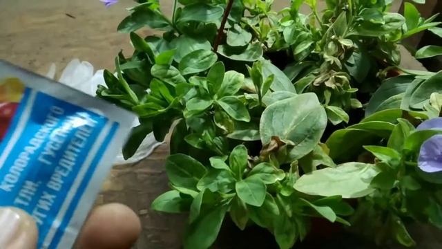 Паутинный клещ на петунье. Как бороться? смотреть онлайн