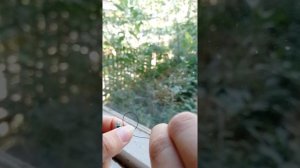 как сплести кольцо лягушка ?