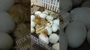 Утята Черри Велли вывод 06.08.19