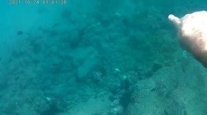 фуджейра, сенди бич, снорклинг, черепаха