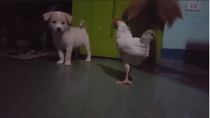 Щенок против курицы