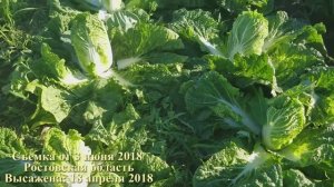 [1 оборот] Пекинская капуста Эмика F1 JoySeeds. Обзор и сравнение.