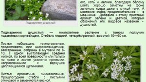 Подмаренник душистый Ясменник пахучий