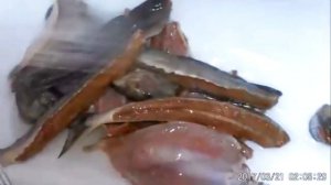 Архивное видео, про вымачивание сильно солёной кеты из бочки