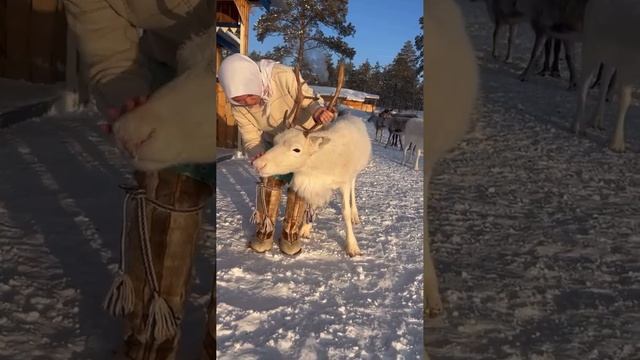 Белый олень нежится на пастбище в Югре
