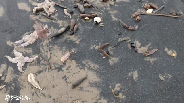 Остров Сахалин, Охотское море, Стародубское побережье, выкинуло на берег морских звёзд. смотреть онлайн