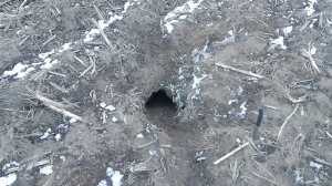 Охота на лису с норной собакой