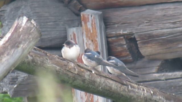 Swallow chicks (птенцы ласточек) под дождём.