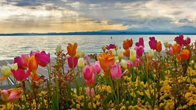 Samba fleurs смотреть онлайн