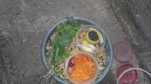 Ещё раз о кормлении какариков.