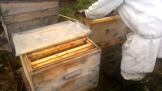 Как дать плодную матку семье делённую на пол лёта. смотреть онлайн