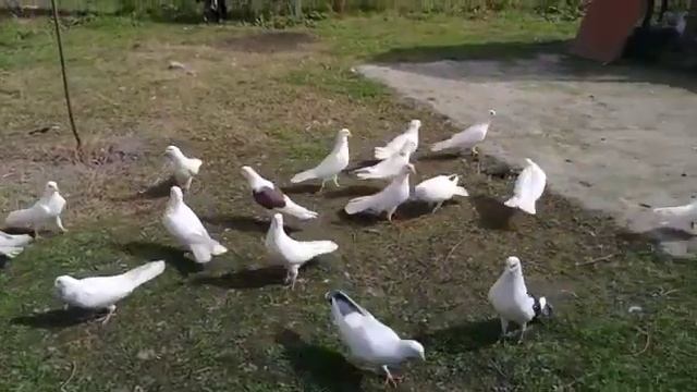 Pigeons Federation Azerbaijan Голуби Азербайджан районы Хачмаз смотреть онлайн