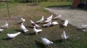 Pigeons Federation Azerbaijan Голуби Азербайджан районы Хачмаз