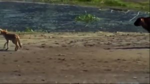 Мир дикой природы. Животные Америки. Бизоны.