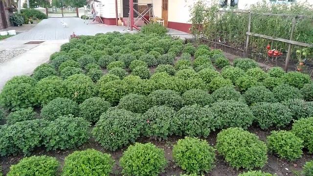 Хризантема мультифлора в горшках(10 августа) смотреть онлайн