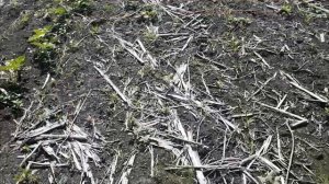 Испытываем новую культуру - сорго зерновое