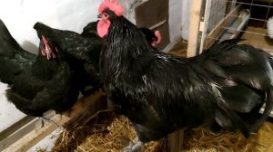Часть 5. Чем кормить и пропаивать кур для высокой яйценоскости? Породы кур Австралорп и Нью-Гемпшир