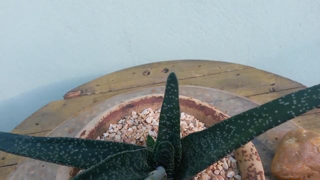 Planta Suculenta: Gasteria carinata var. verrucosa em floração смотреть онлайн