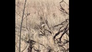 Охота на кабана с собаками!