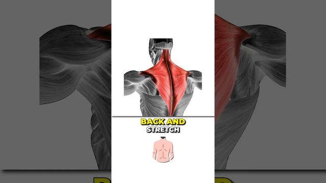 Traps always feeling tight? #shouldermobility #fitness #shoulderpain #posture #health