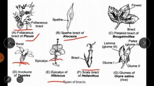 Practical No. 1: Flower Biology  (Part-2)