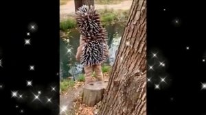 Карнавальный Костюм Ёжик