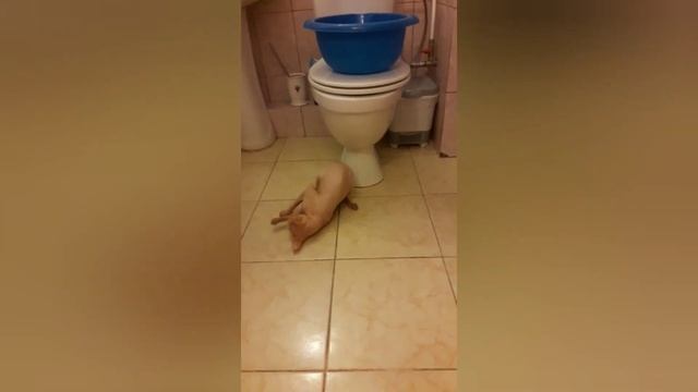 Кот моет полы ### смотреть онлайн