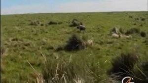 Охота с английским сеттером