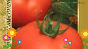 Томат обыкновенный Белый налив 241. Краткий обзор, описание характеристик Belyy naliv 241