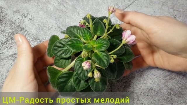 Фиалки|Обзор|ЛЕ-Лилия|ЦМ-Радость простых мелодий|LE-Nika?