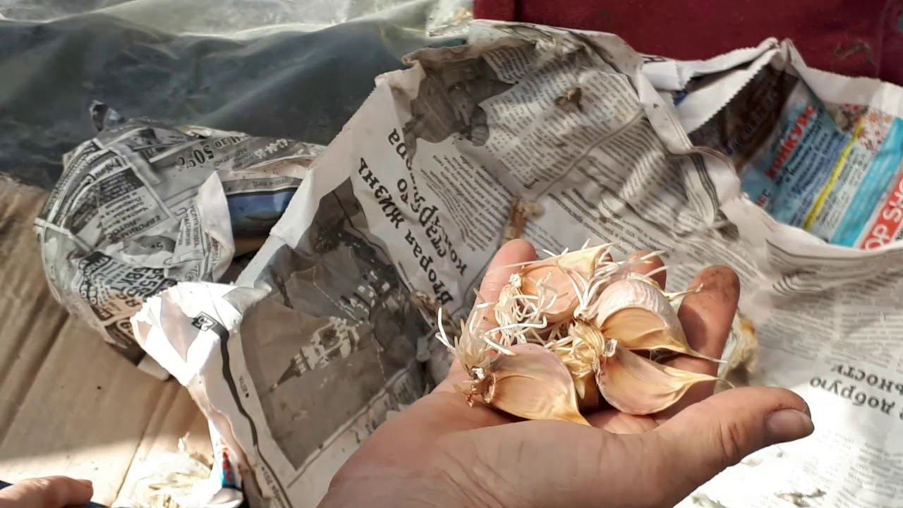 Чеснок озимый из прикопа. 28 03.2020 г.