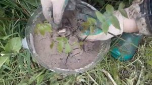 Как вырастить грецкий орех в подмосковье.Как высадить саженец грецкого ореха весной.