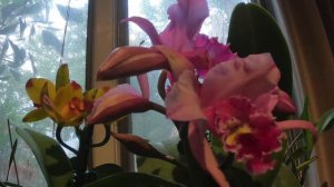 Cattleya Time Lapse