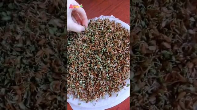 Микрозелень без субстрата без земли выращивание на марле. Семена льна микрозелень