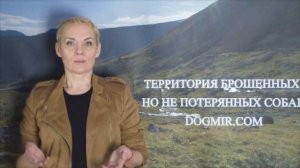 #15 Смешанное питание для собаки: "ДА" или "НЕТ"