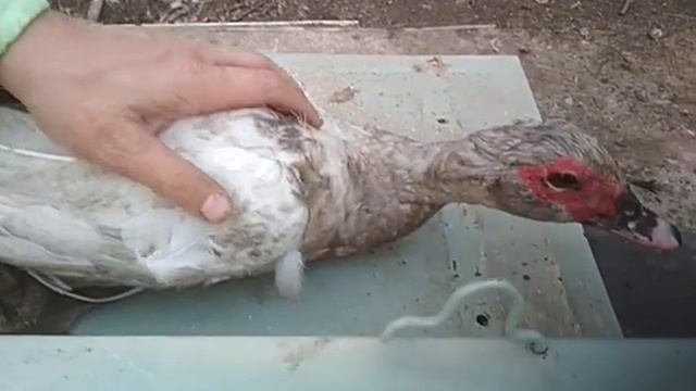 Мускусные утки сколько весят. смотреть онлайн