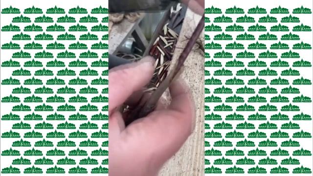 Рассказываем о прививке сортовых Кленов в Питомнике Вашутино смотреть онлайн