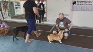 Занятие в группе по дрессировке (курс Начальное послушание). Тольятти, 5 июня 2022.