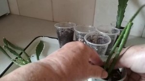 Эпифиллум - укореняем черенки в воде. //Epiphyllum - we root the cuttings in water.//