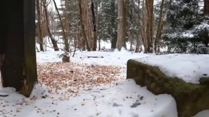 видео для детей. животные, птички синички.
воробьи едят. пение воробья. звуки воробьев