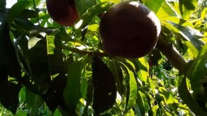 Персик Руби Принц