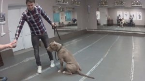 Учим собаку команде рядом