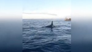 Уникальные кадры: косатка охотится за тюленями под Мурманском