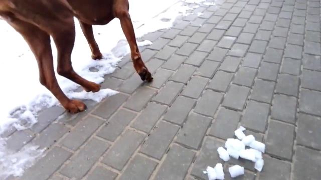 Лиза лакомится кубиками льда смотреть онлайн