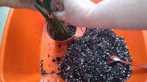 САНСЕВИЕРИЯ МИКАДО. ПЕРЕСАДКА.