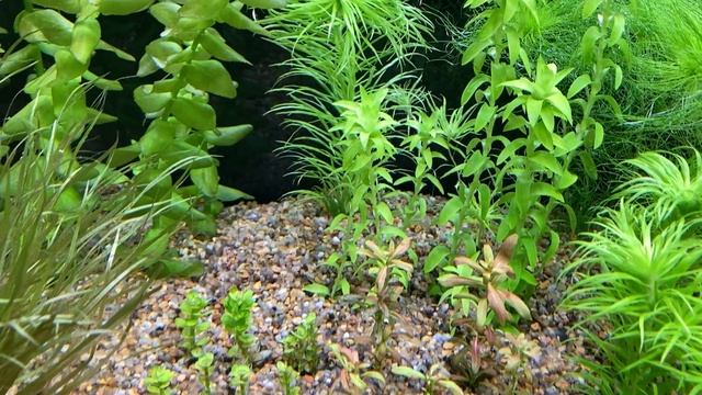 Хемиантус куба (Hemianthus callitrichoides cuba) условия содержания в моем аквариуме. смотреть онлайн